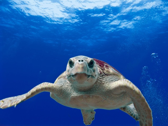 loggerhead-turtle-sea-ocean-water-68744.jpeg